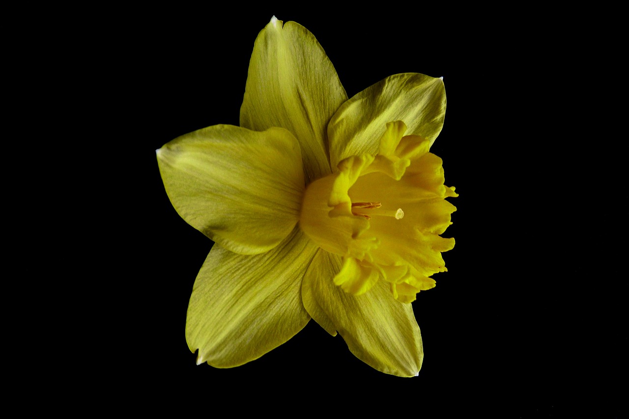 flower macro yellow free photo