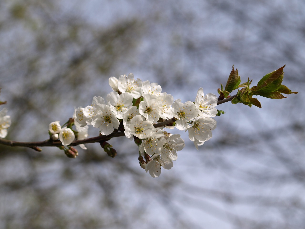 blossom bloom spring free photo