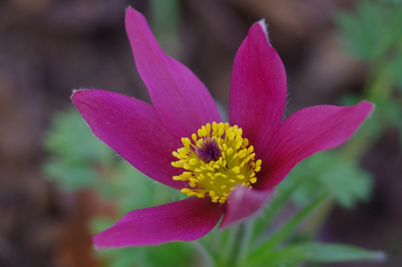 flower blossom bloom free photo