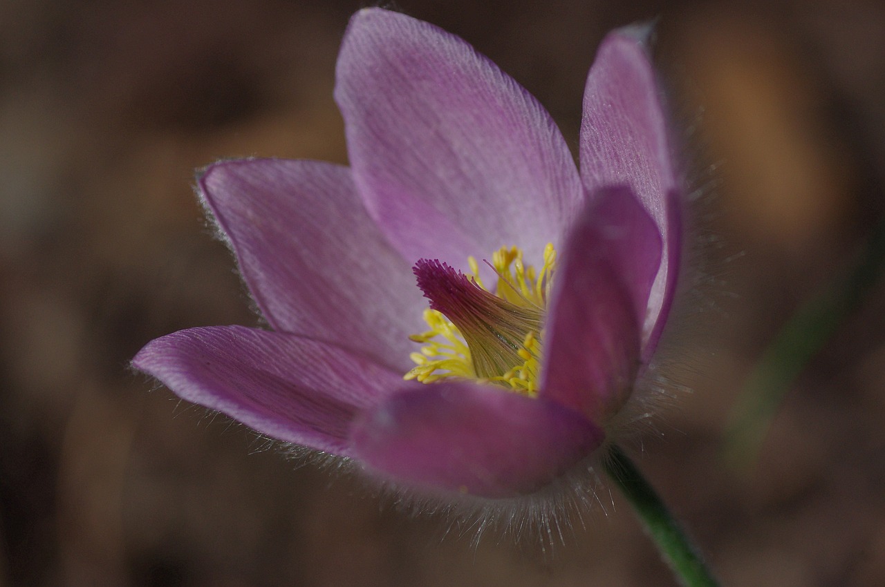 flower blossom bloom free photo