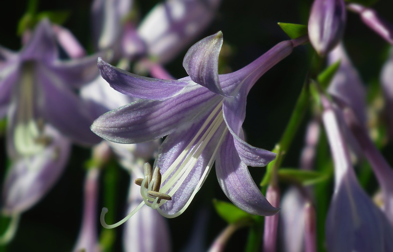 flower nature plant free photo