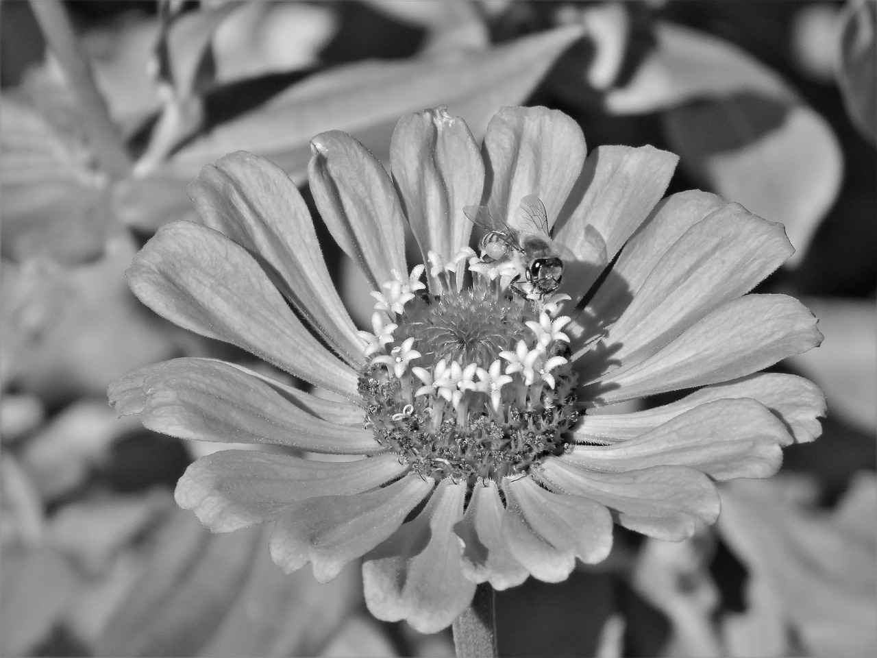 flower black and white garden free photo