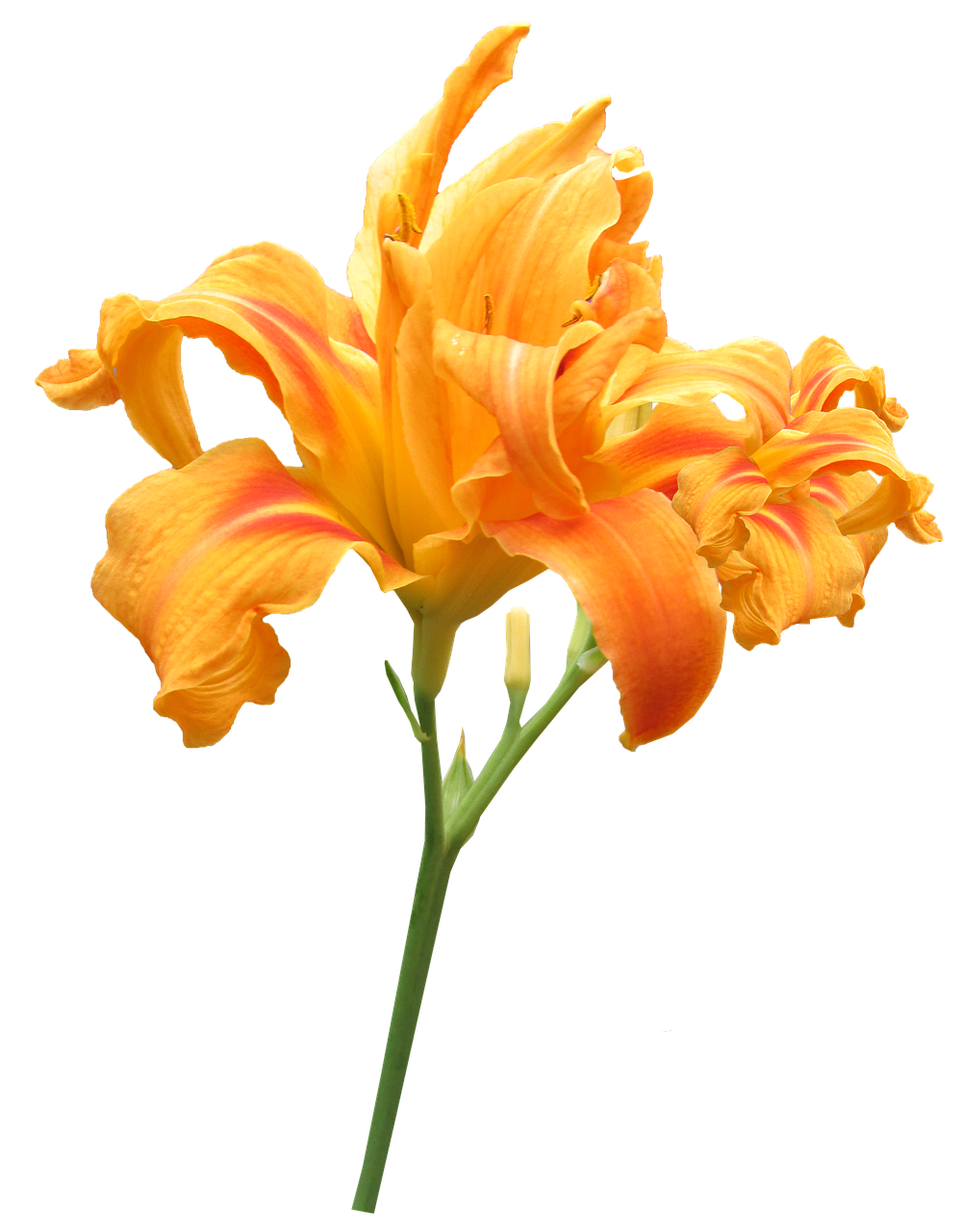 flower stem day lily summer free photo