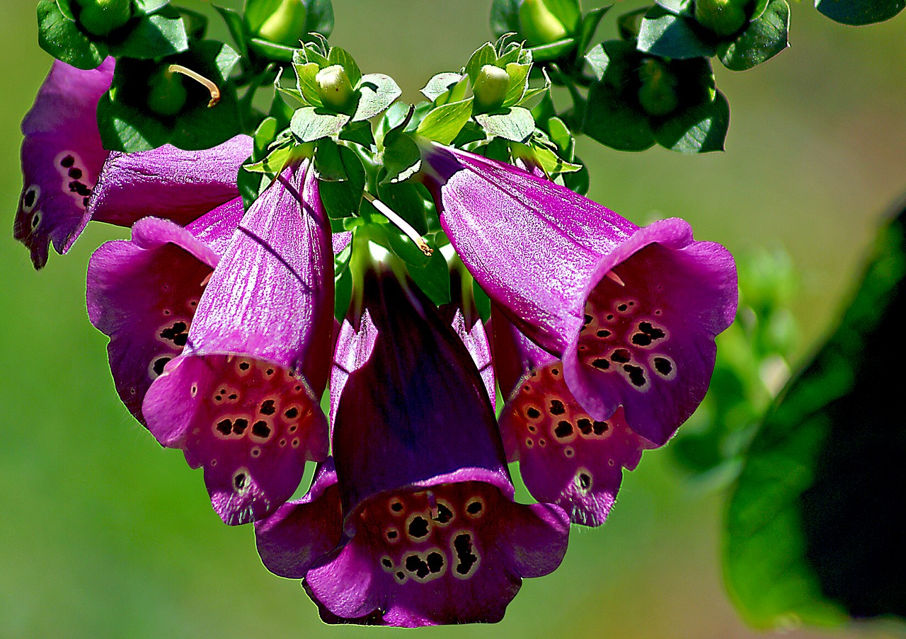 flower nature garden free photo