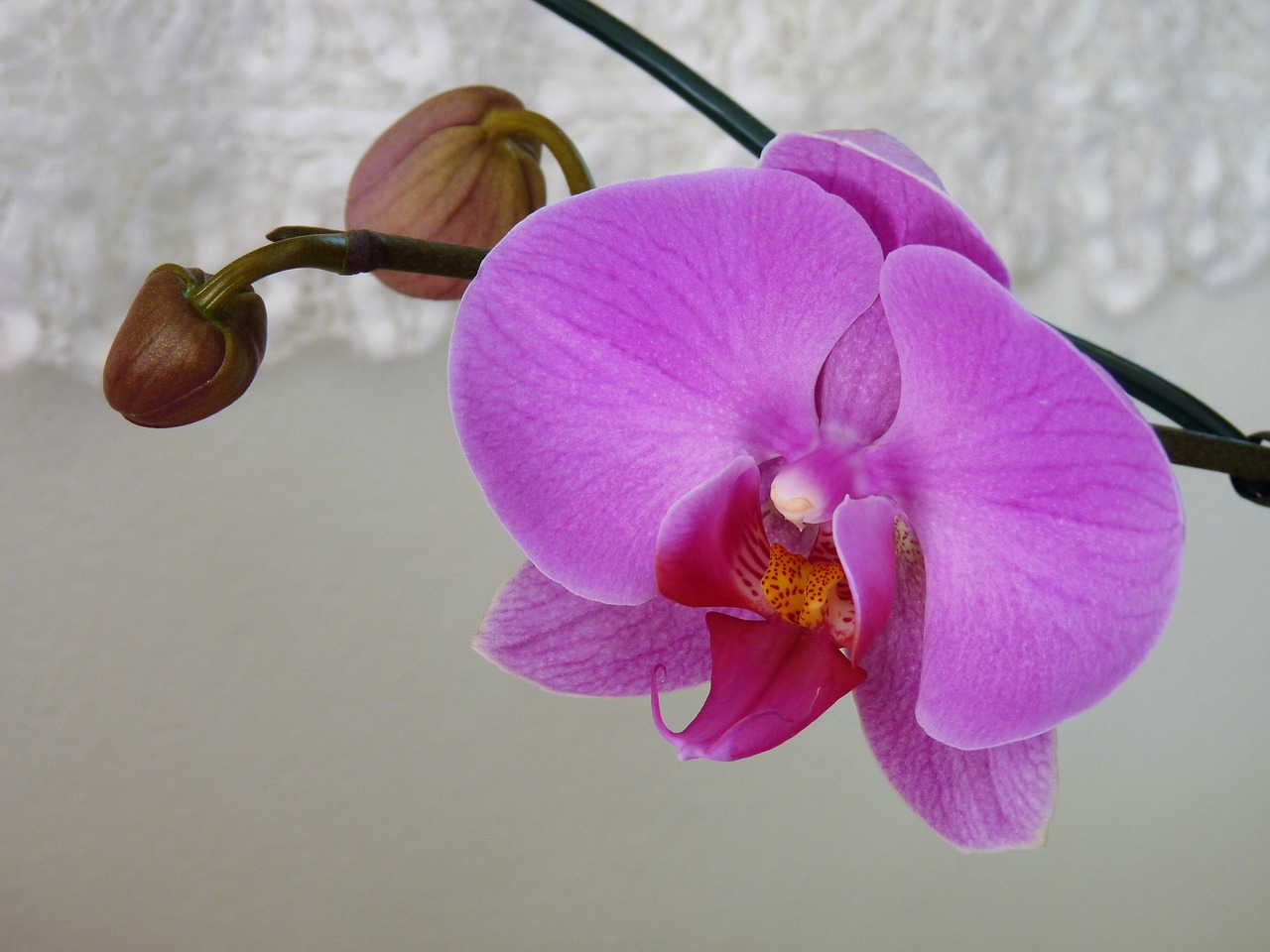 flower orchid plant free photo