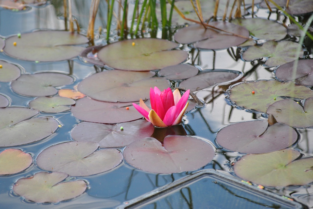 flower plant outdoor free photo