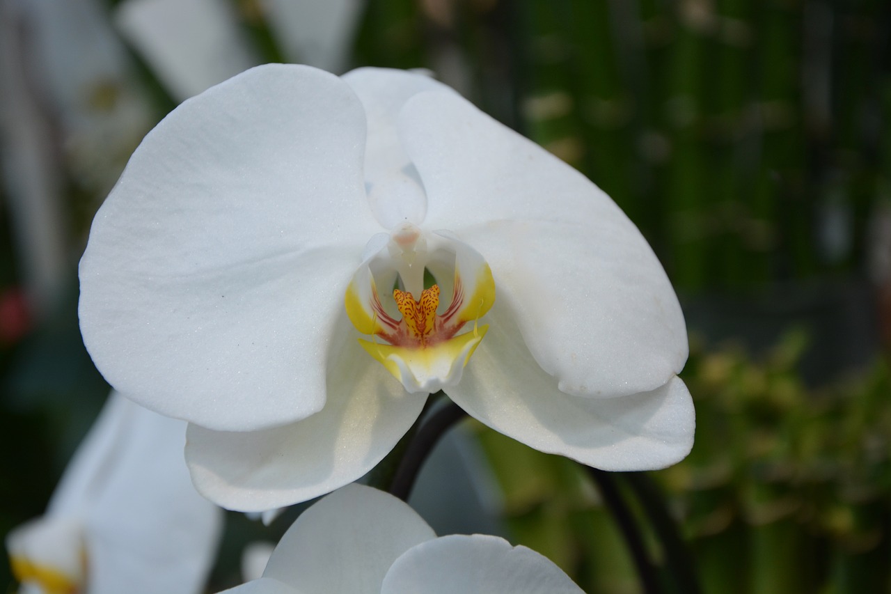 flower white orchid plant free photo