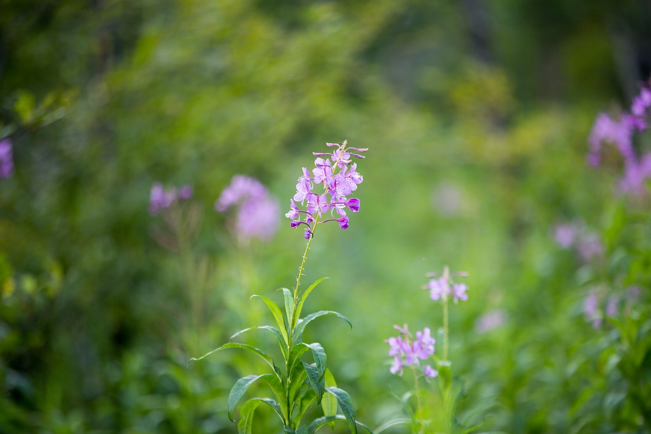 flower nature plant free photo