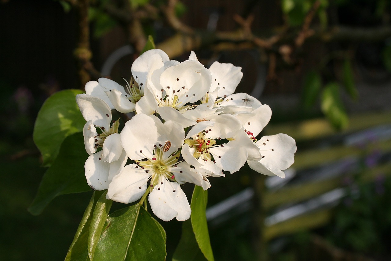 flower flowers summer free photo