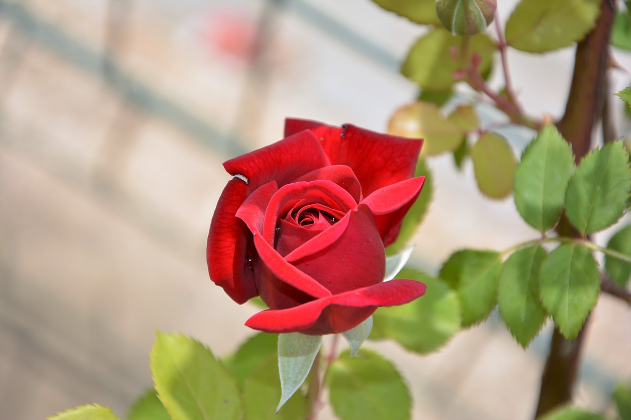 flower rose plant free photo