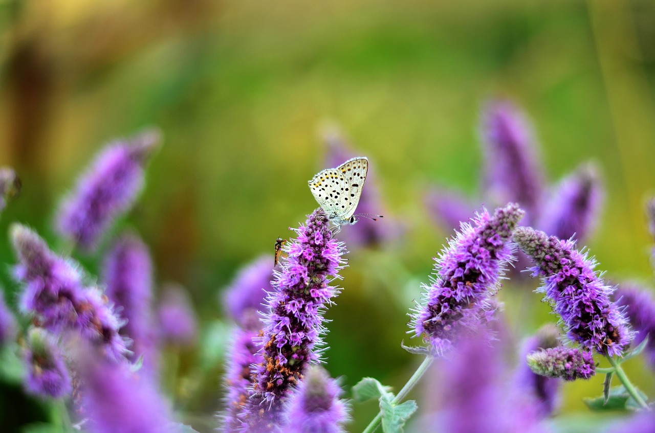 flower nature plant free photo