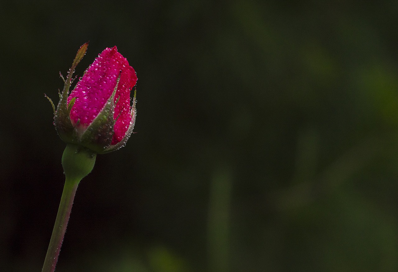 flower nature leaf free photo