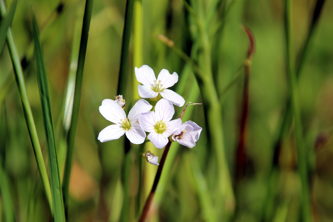 flower white nature free photo