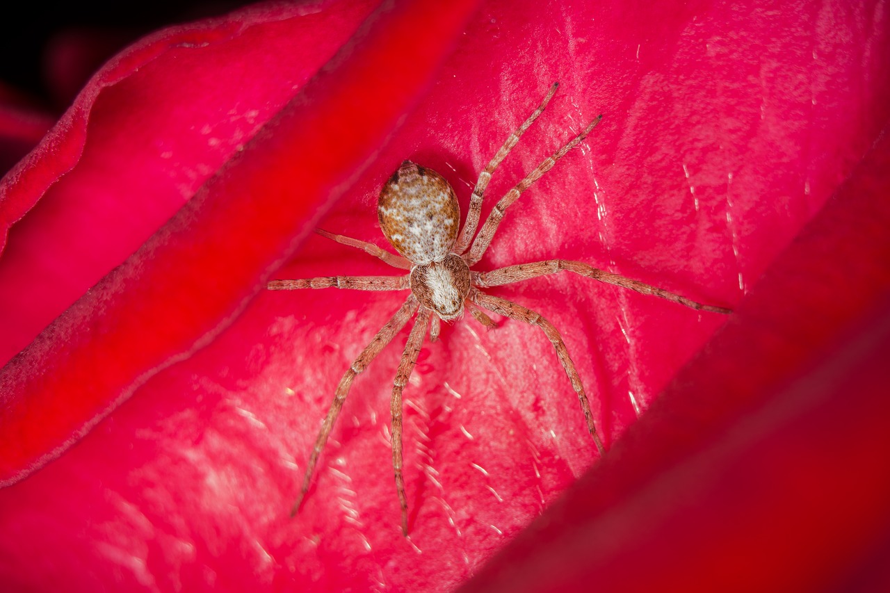 flower nature spider free photo