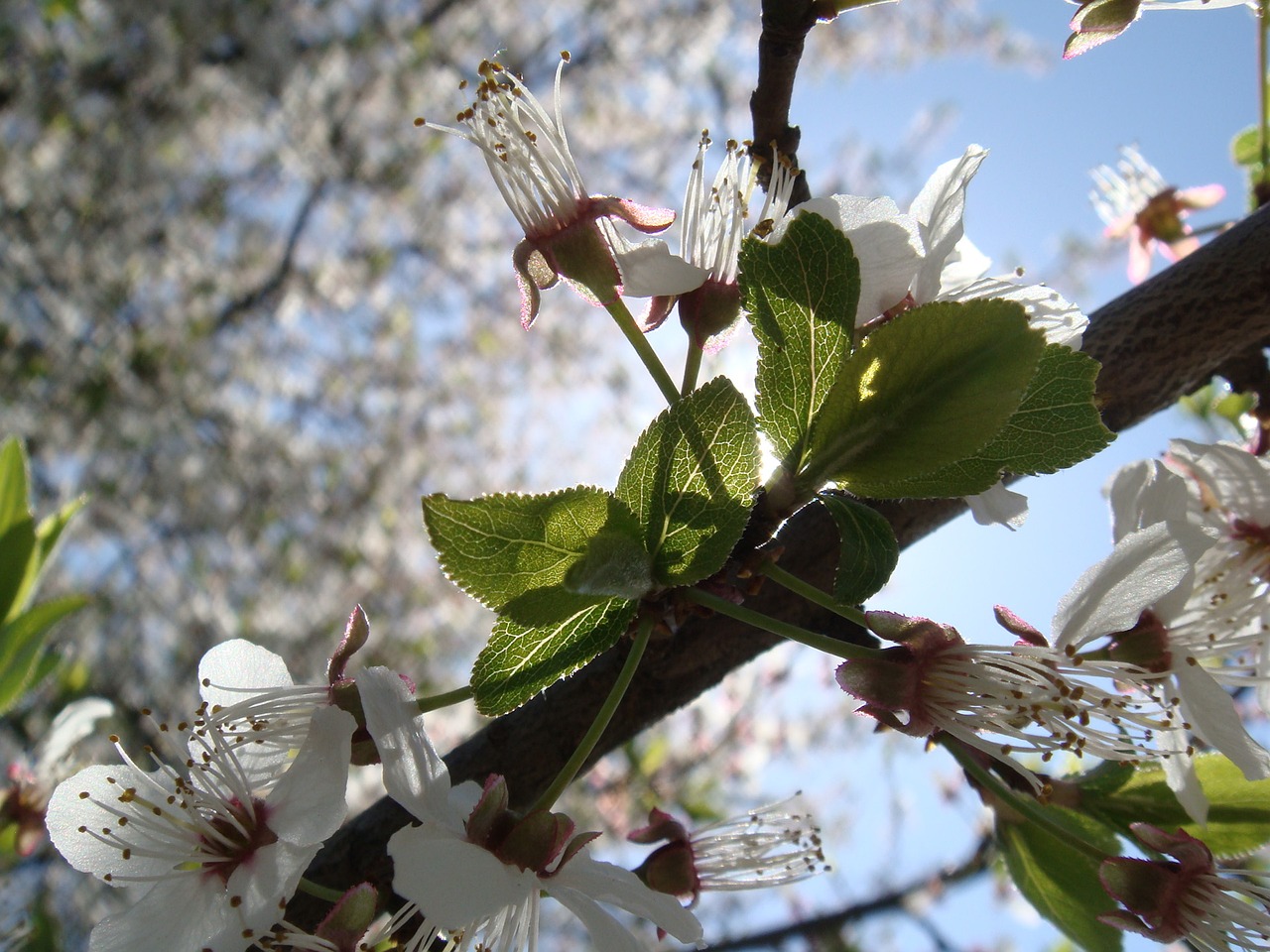 flower tree branch free photo