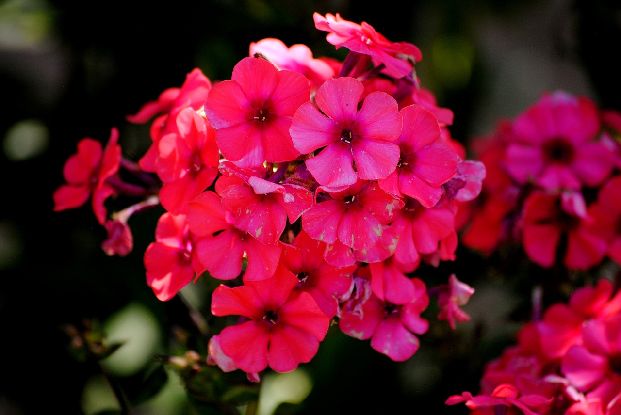 flower plant garden free photo