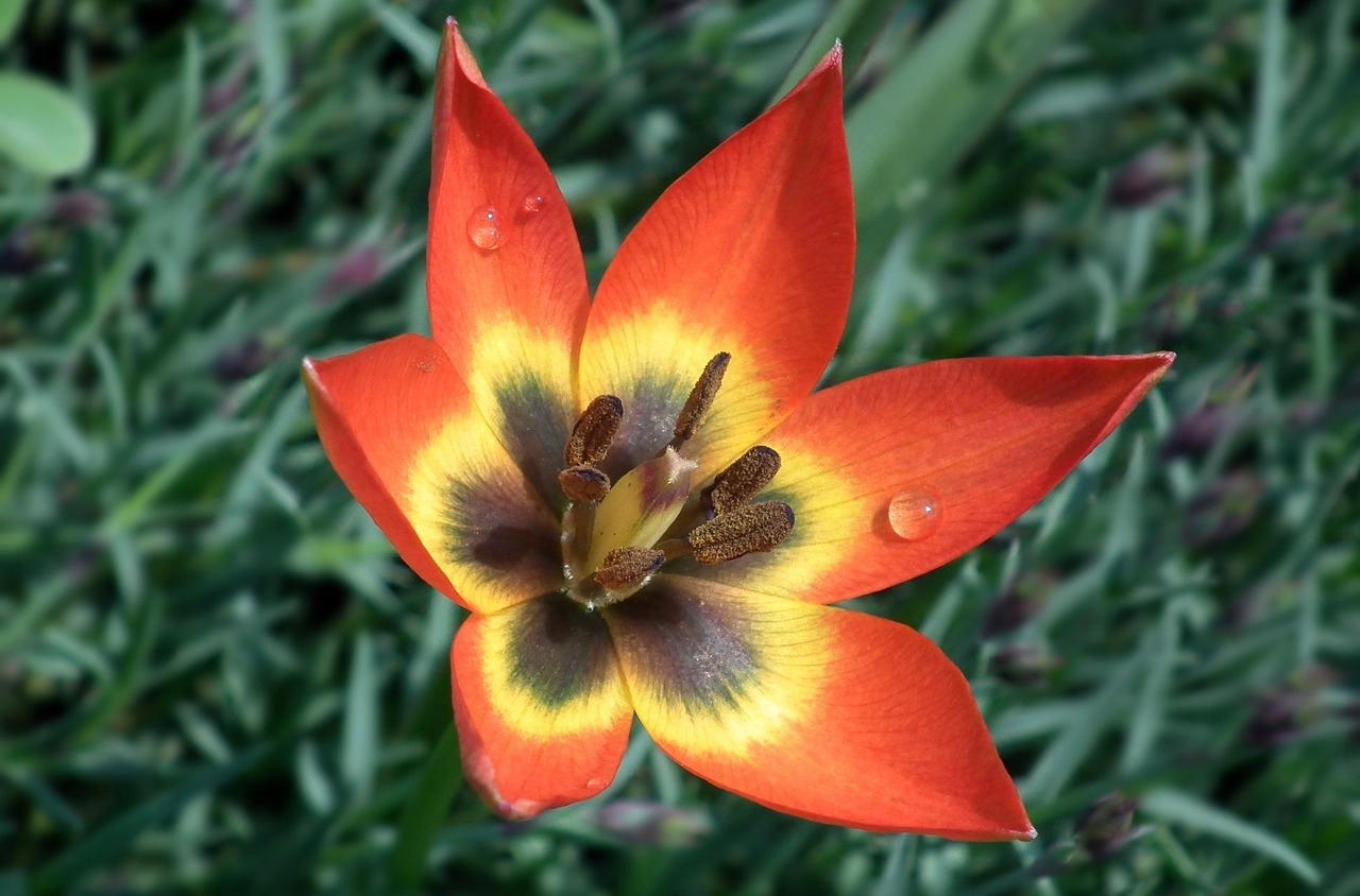 flower tulip spring free photo