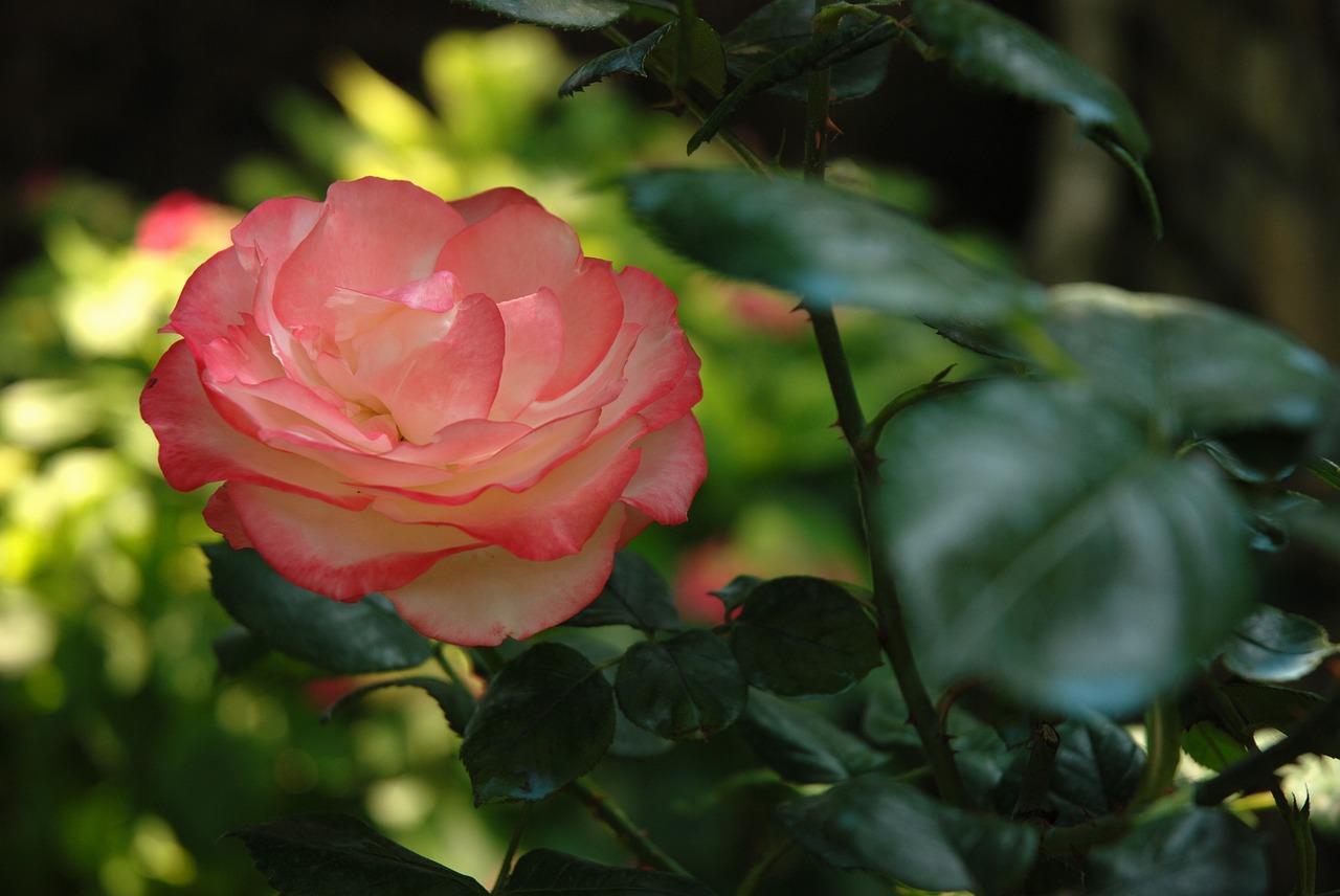 flower rose leaf free photo