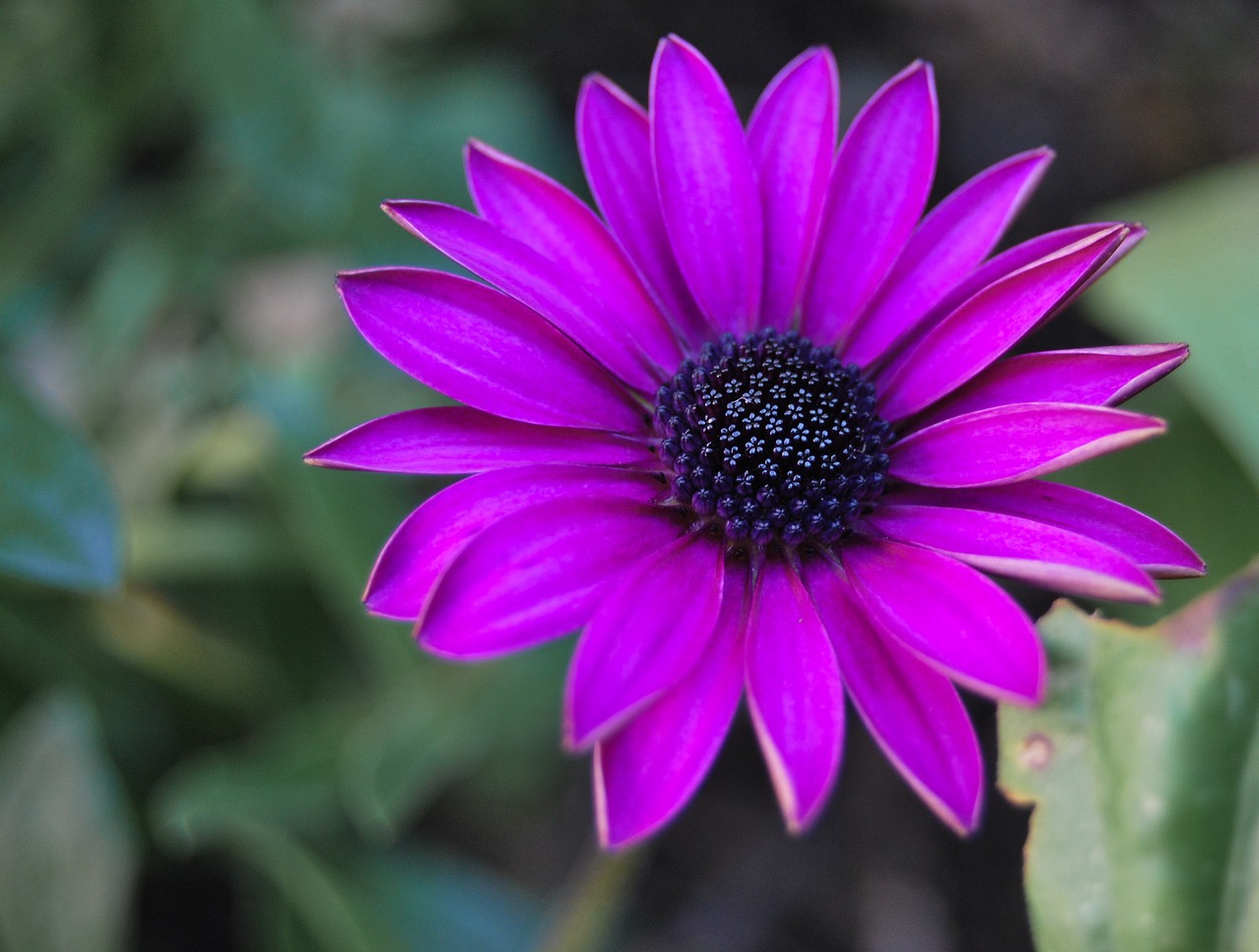 flower plant nature free photo