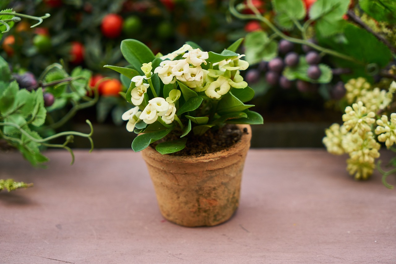 flower plant leaves free photo