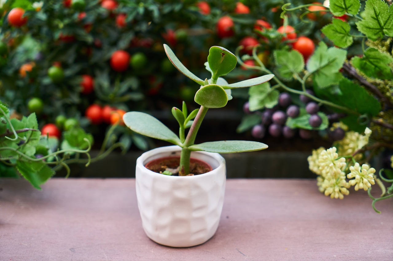 flower plant leaves free photo