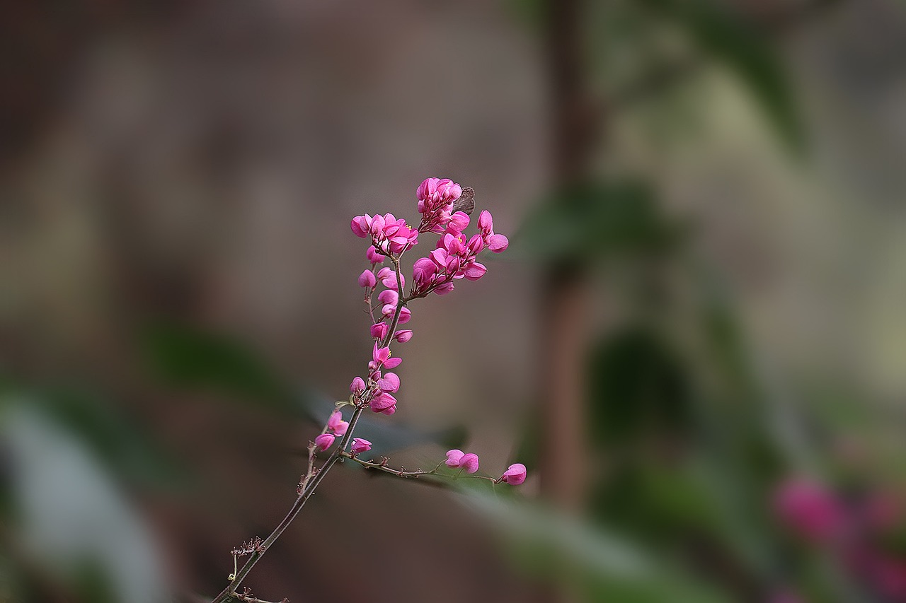 flower nature flora free photo