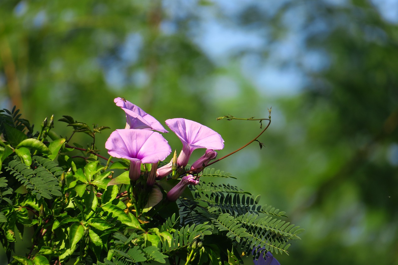 flower plant nature free photo