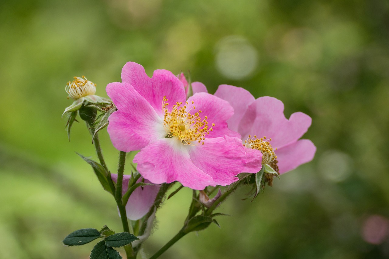 flower rose wild rose free photo