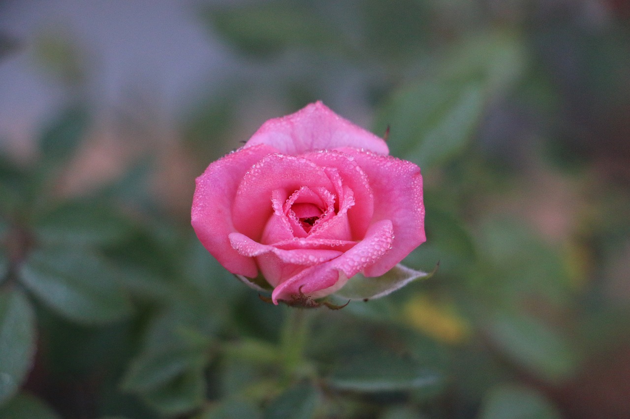 flower rose nature free photo