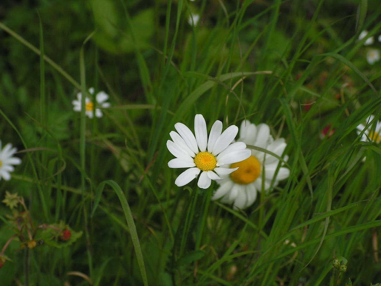 flower marguerite field free photo