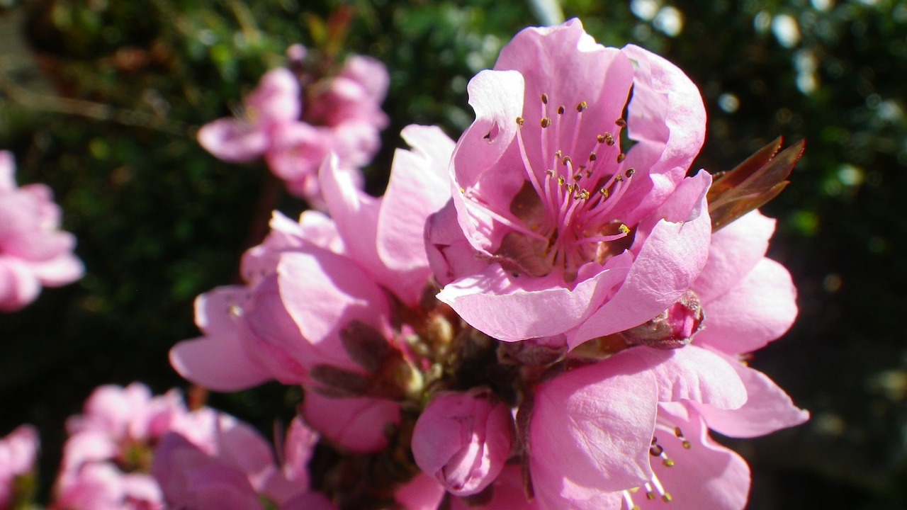 flower pink nectarine free photo