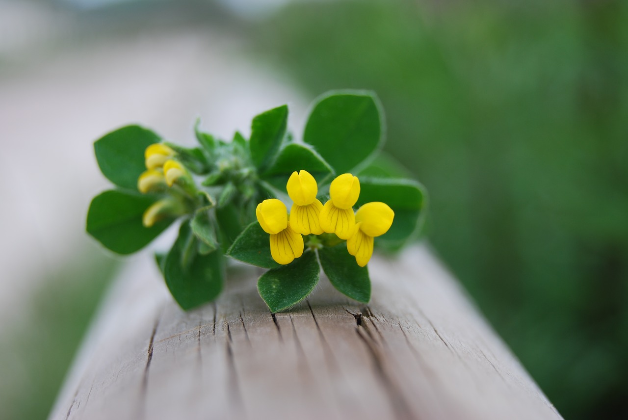 flower yellow nature free photo