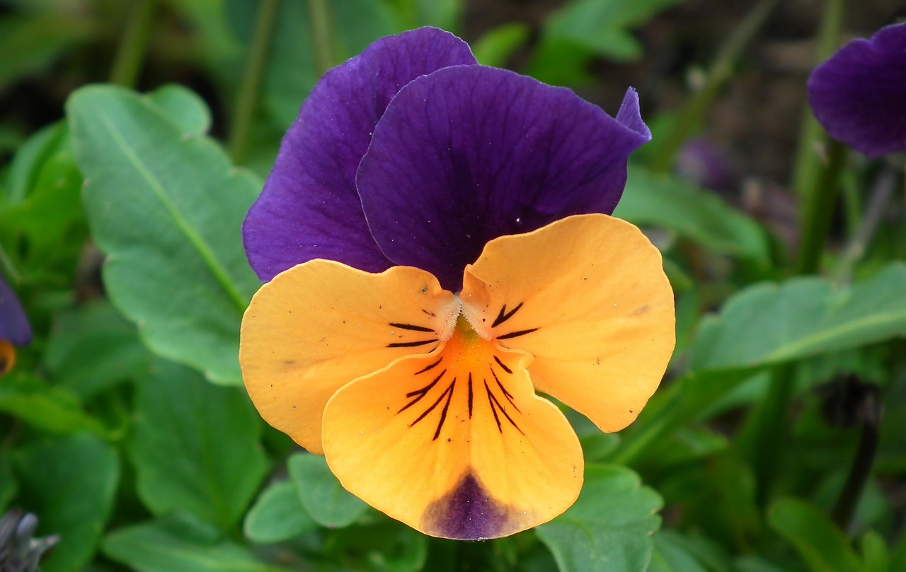 flower pansy colored free photo