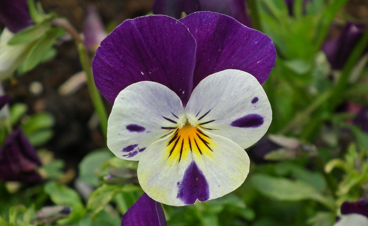 flower pansy plant free photo