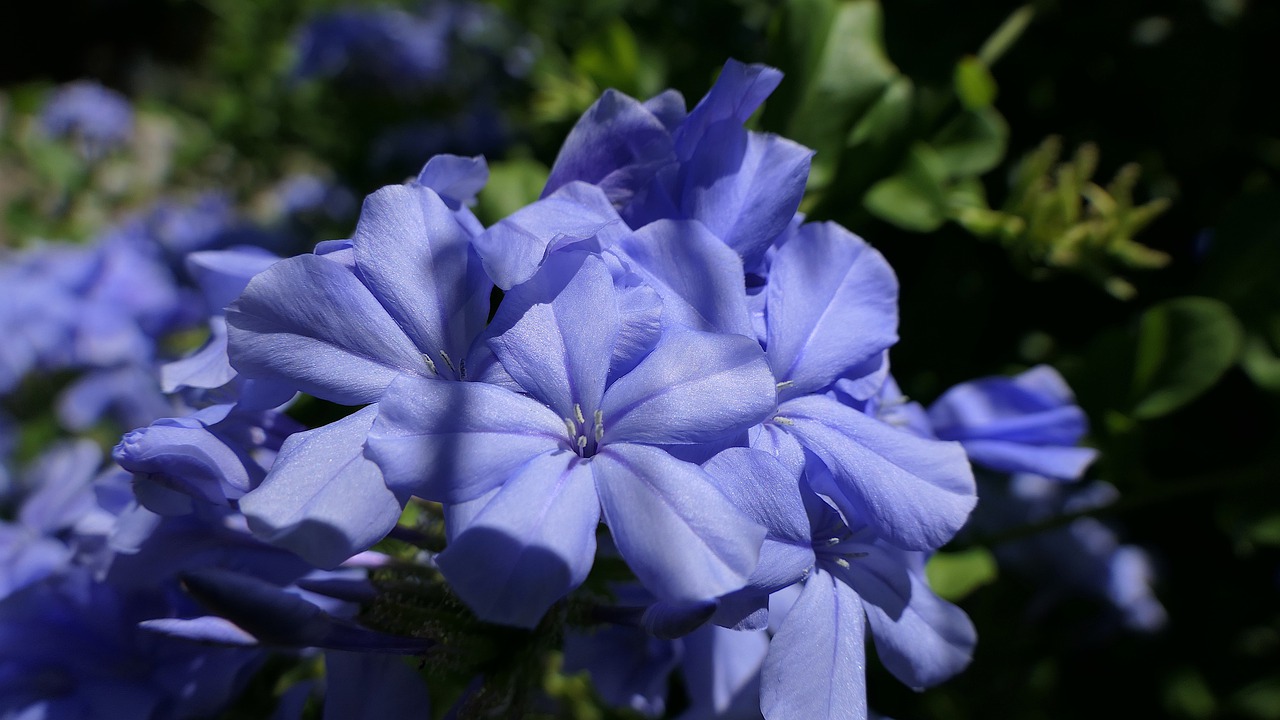 flower violet nature free photo