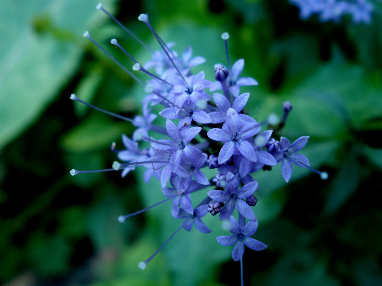 flower nature garden free photo