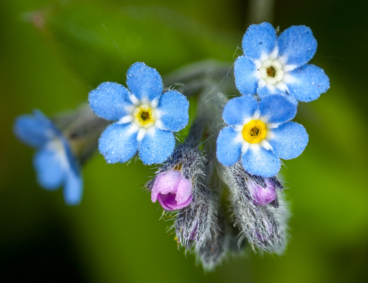 flower nature plant free photo