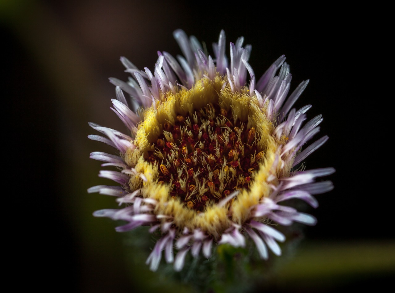 flower nature plant free photo