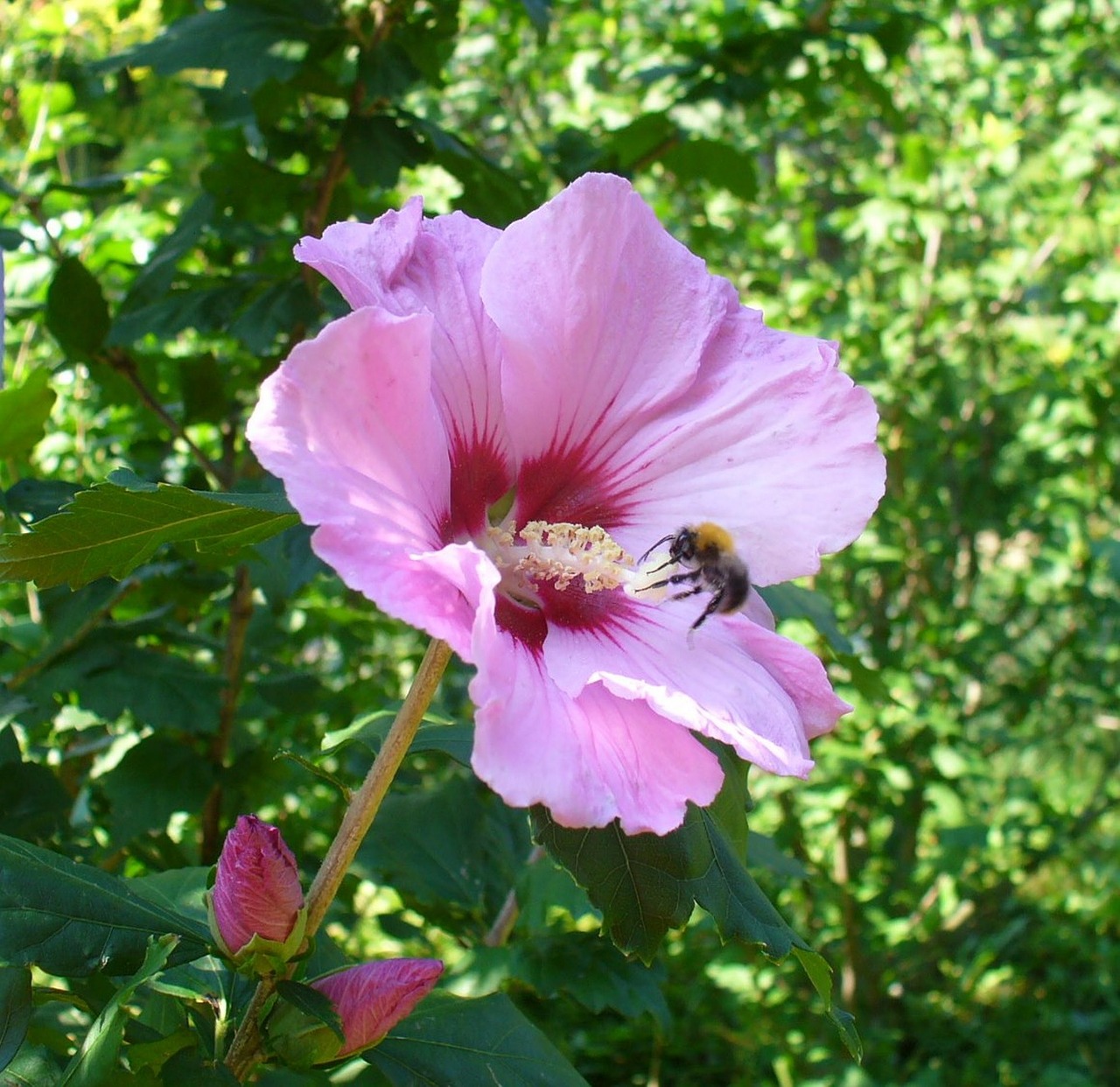 flower plant nature free photo