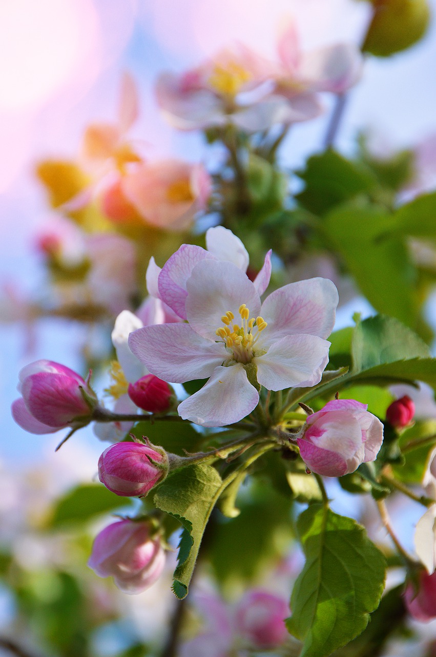 flower nature plant free photo