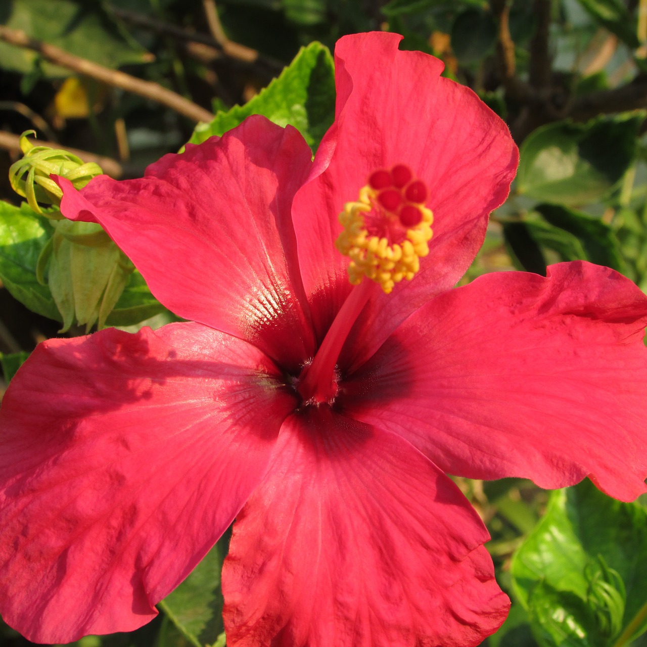 flower hibiscus floral free photo