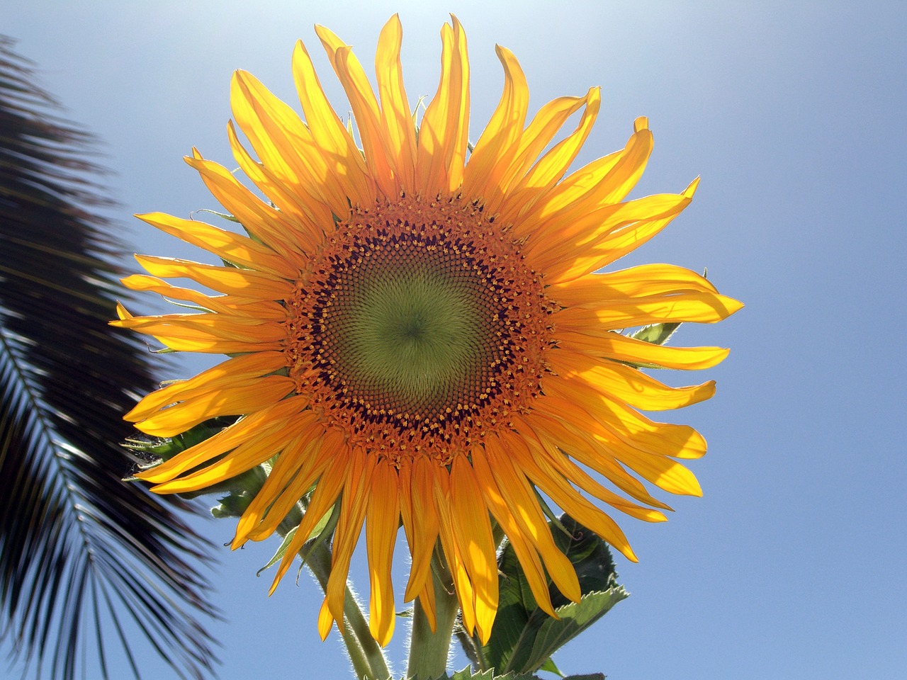 flower sunflower light free photo