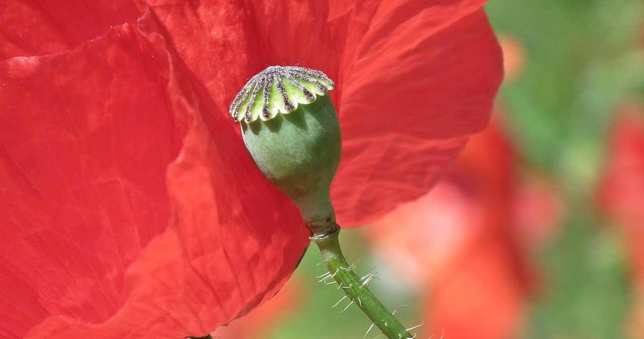 flower poppy red free photo