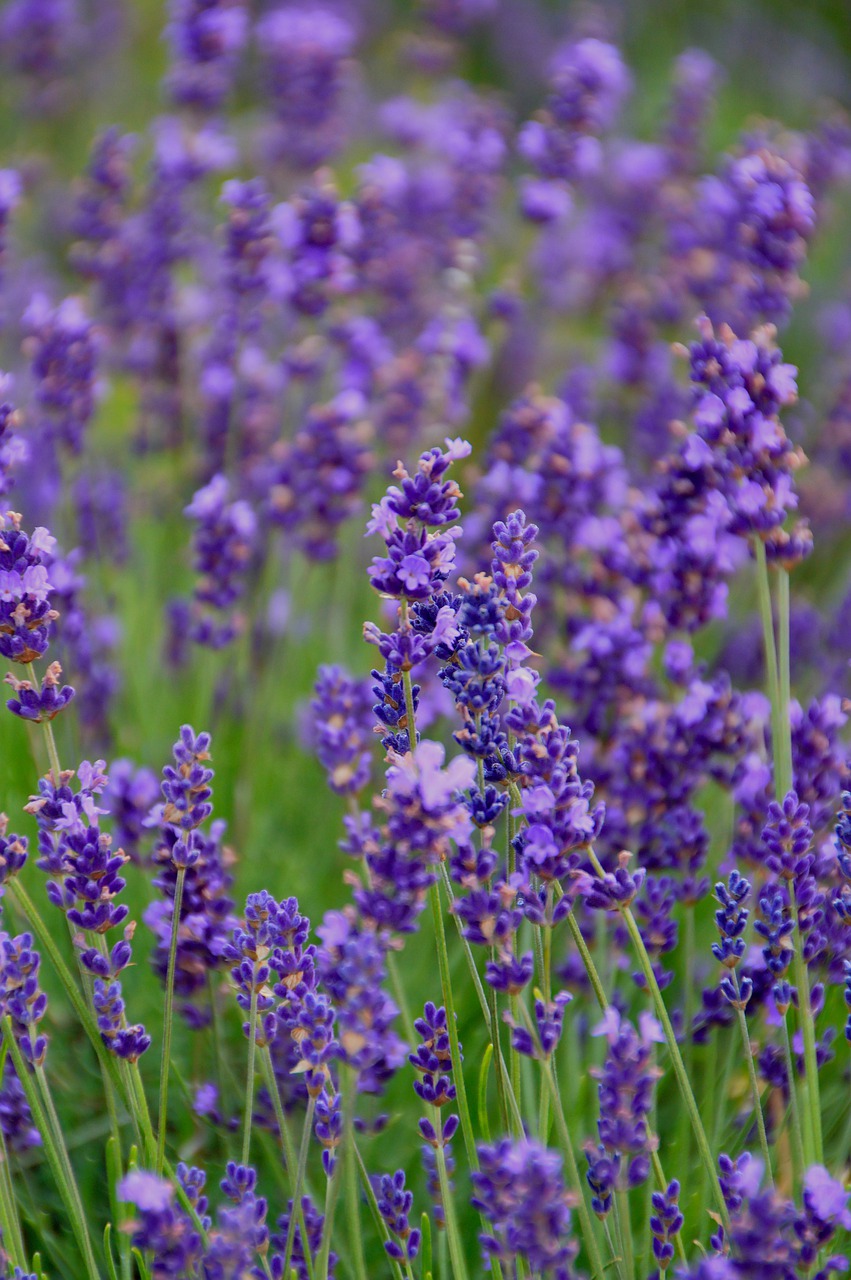 flower plant nature free photo