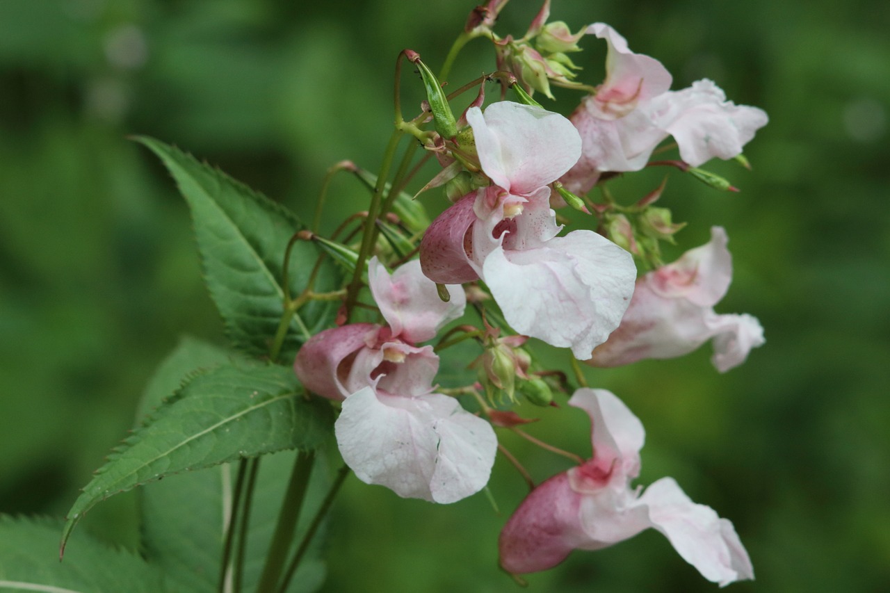 flower nature plant free photo