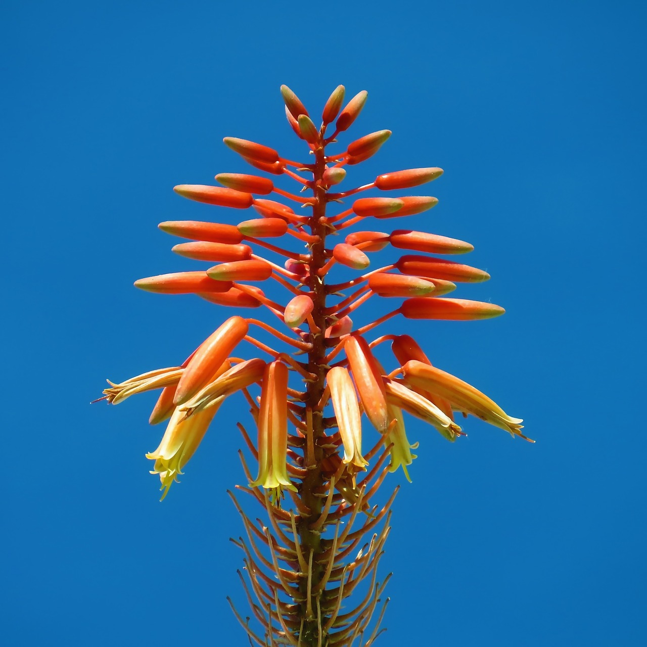 flower plant nature free photo