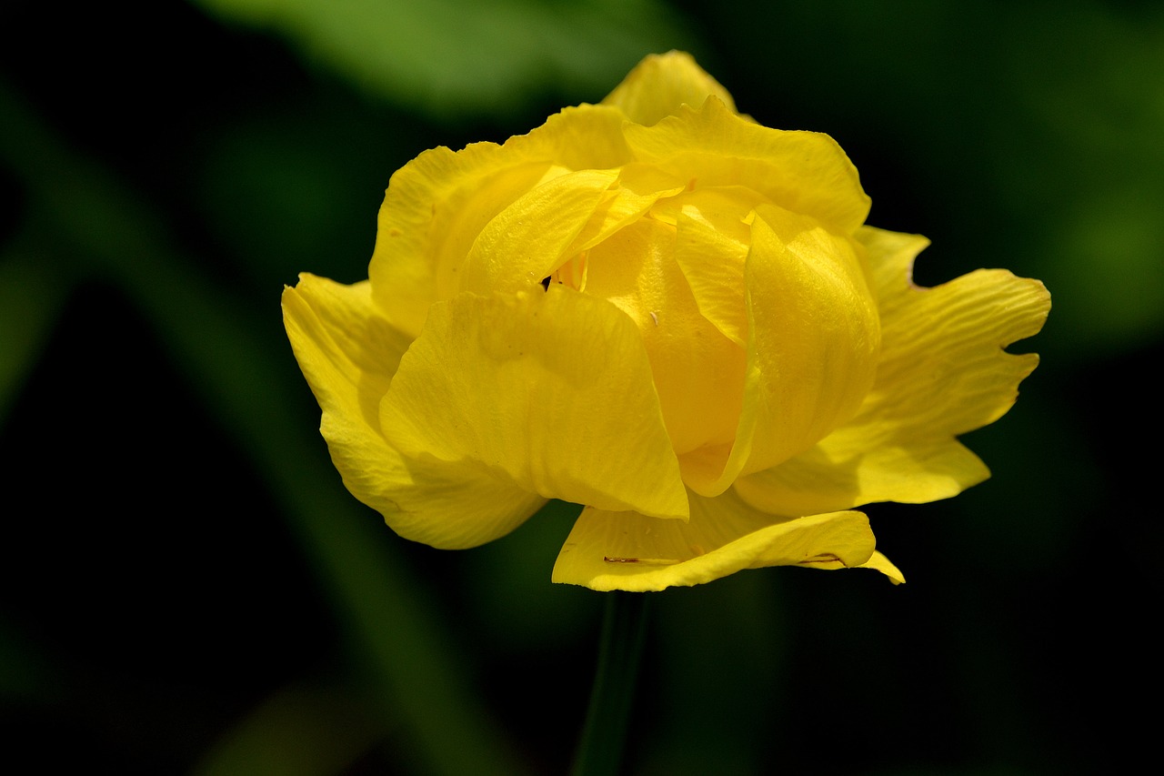 flower yellow nature free photo