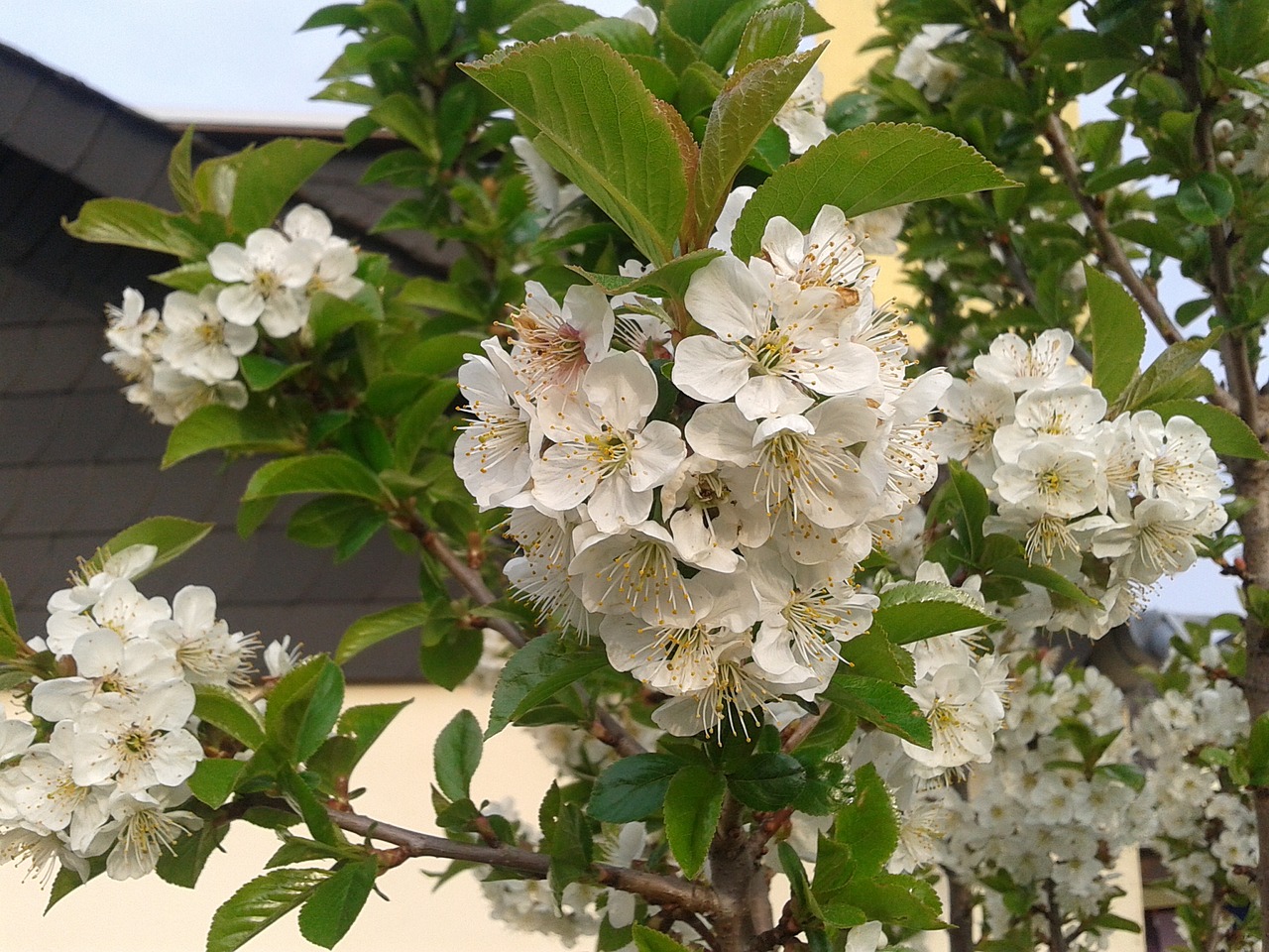 flower plant branch free photo