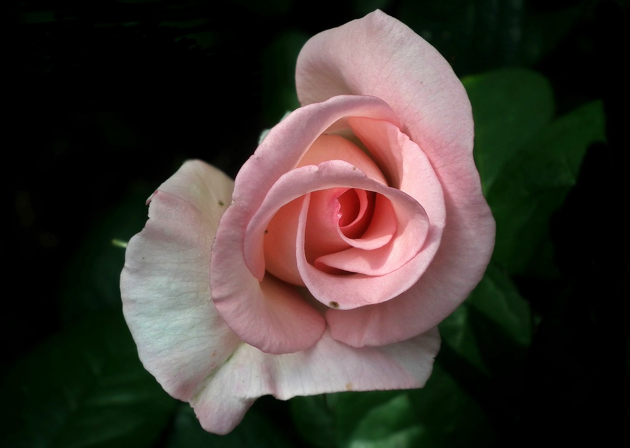 flower rose pink free photo