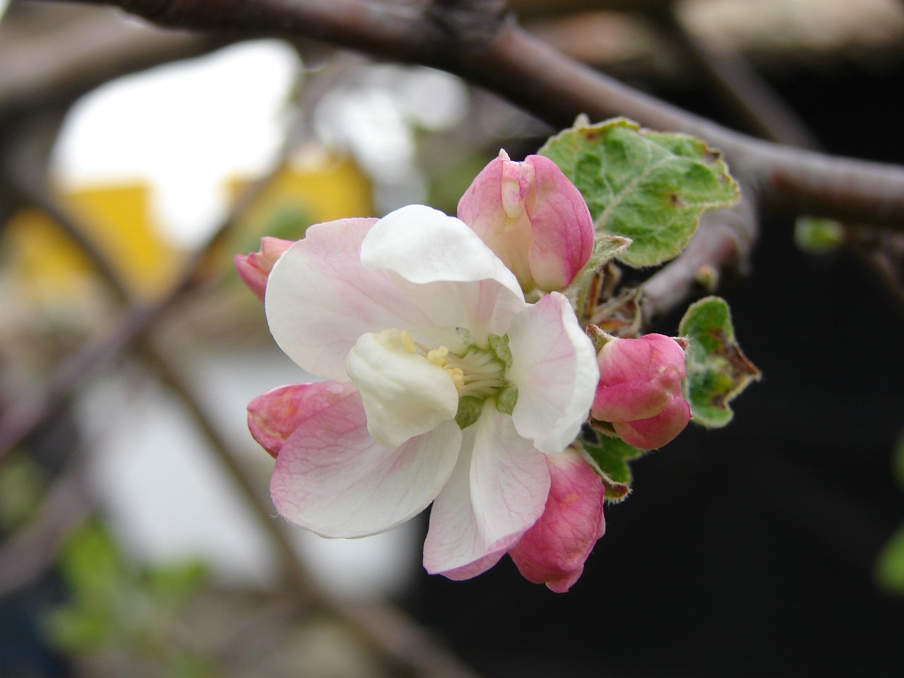 flower branch tree free photo